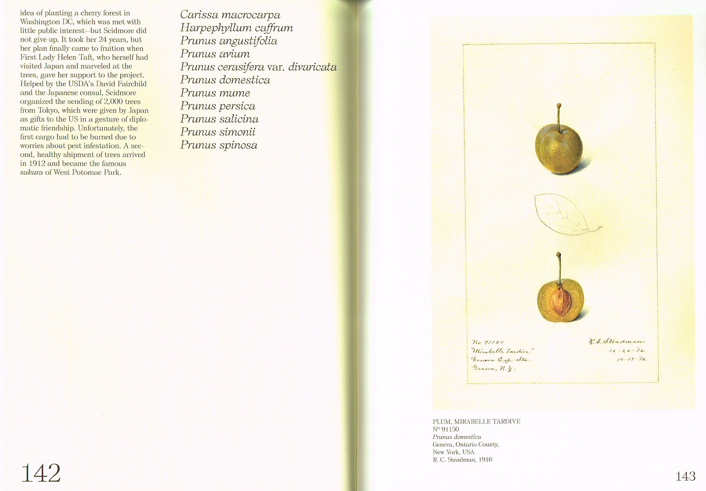 An Illustrated Catalog of American Fruits & Nuts pt.4 — Alex 